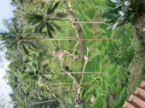 Bali - Rijst terrassen