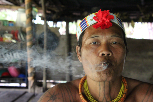 Siberut - Aman topple