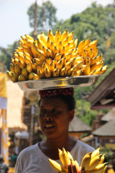Bali - Pisang.