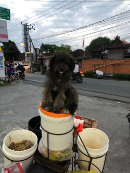 Bali - De Honden uitlaatservice van Cangu
