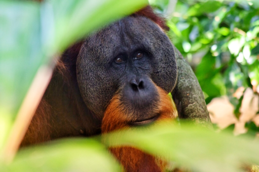 Sumatra - Hoog en droog!