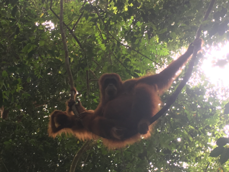 Sumatra - Jungle Family