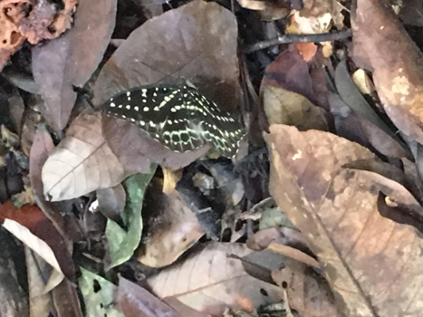 Sumatra - Jungle life