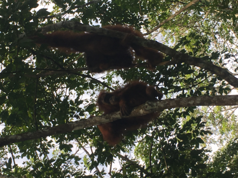 Sumatra - Orang-oetan couple