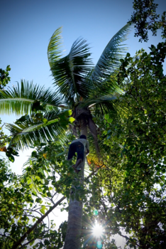 Raja Ampat eilanden - Even een kokosnoot halen (op blote voeten)