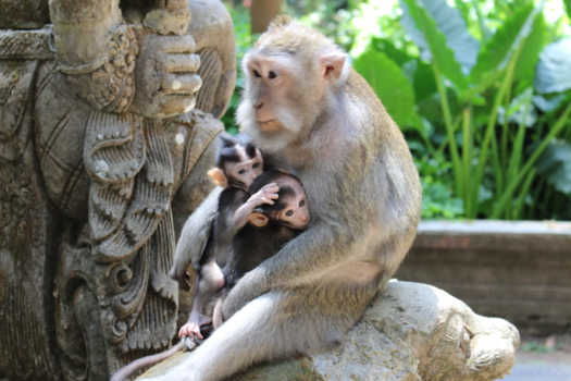 Bali - Sharing is caring