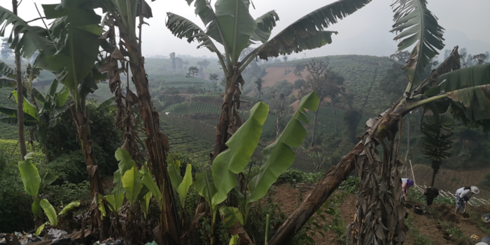 Rondreis Bali & Java - Uitzicht theeplantage Bosscha