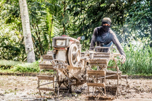 Bali - Werken in het rijstveld