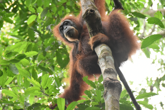 Gunung Leuser National Park - Nieuwsgierige OrangUtan