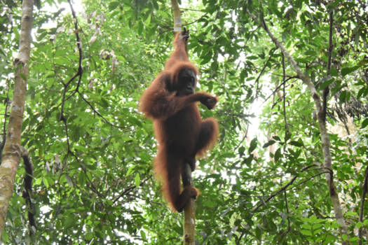 Sumatra - OrangUtan