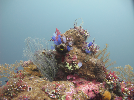 Bali - Liberty Wreck