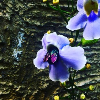 Bali - Nectar genieter