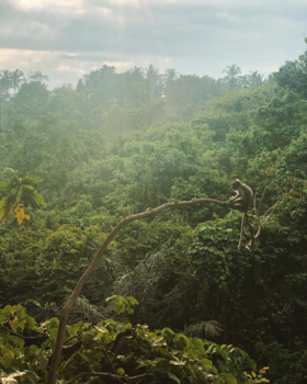 Rondreis Bali - Monkey forest Ubud