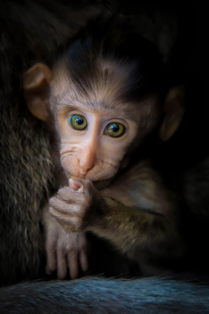 Rondreis Bali & Java - Little Longtail