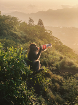 Gunung Batur - Aap drink coco cola