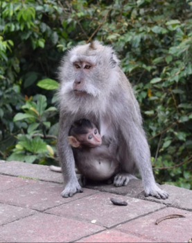 Bali - Aapjes spotten 🐒👀