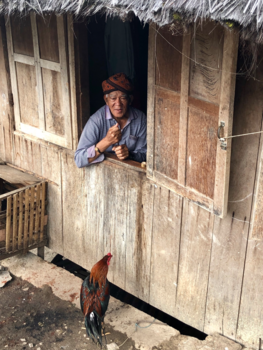 Komodo - Stamhoofd Ruteng Puu