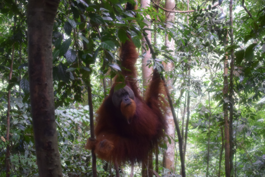 Sumatra - Oerang Oetang in Bukit Lawang, Sumatra