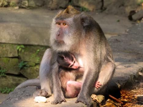 Bali - It's a wonderful World we live in