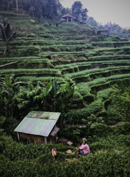 Bali - Morning glory