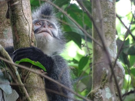 Sumatra - jungle tour at Bukit Lawang