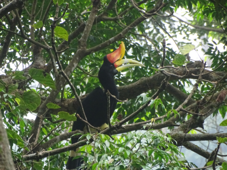 Sumatra - Jungle tour at Bukit Lawang