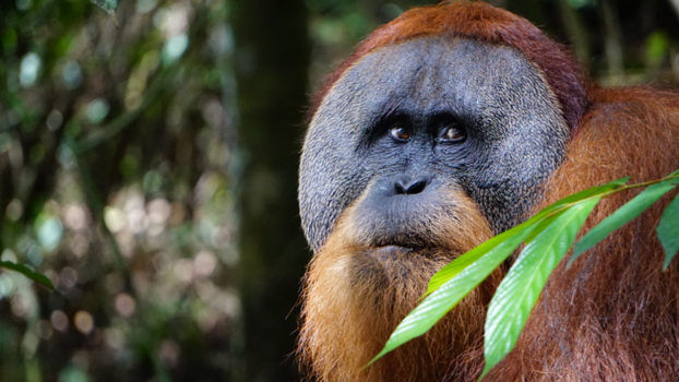Sumatra - “The humans of Sumatra”