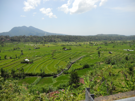 Bali - Indrukwekkende rijstvelden