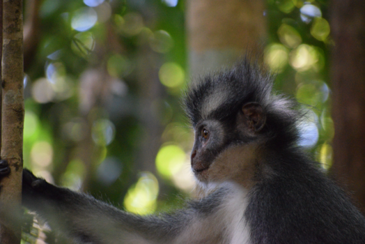 Sumatra - Thomas Leaf Monkey