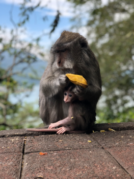 Bali - Monkey Business