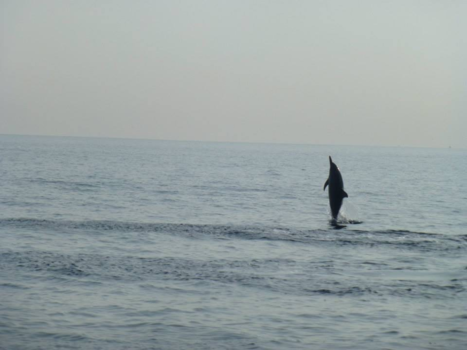 Bali - Dolfijn rechtop in het water