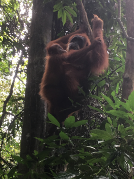 Sumatra - Fuck you all;)