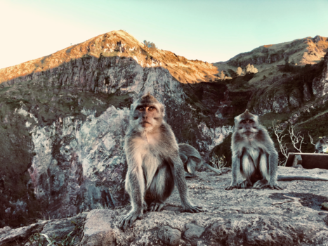 Gunung Batur - Monkey business