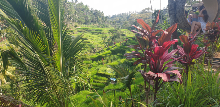 Bali - Rijstvelden Bali