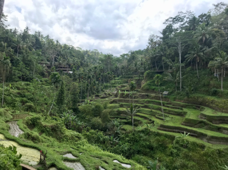 Bali - Tegallalang rijstvelden