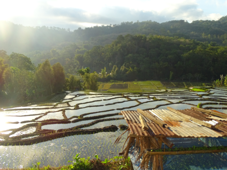Flores - Spiegelende rijstvelden