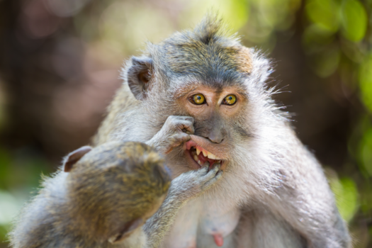 Bali - Dental check up