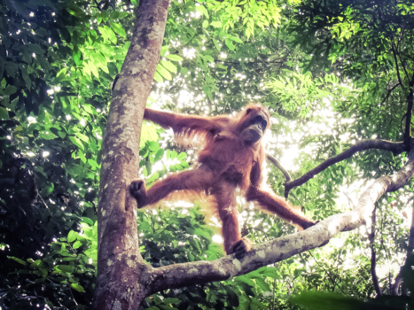 Sumatra - King of the jungle