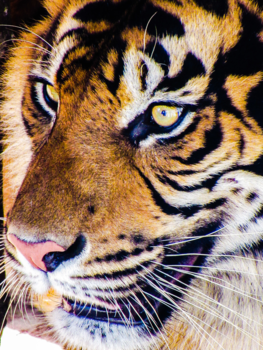 Sumatra - Eye of the tiger