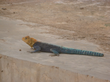 Equator Monument - dit prachtige beestje zat mooi even stil voor de lens