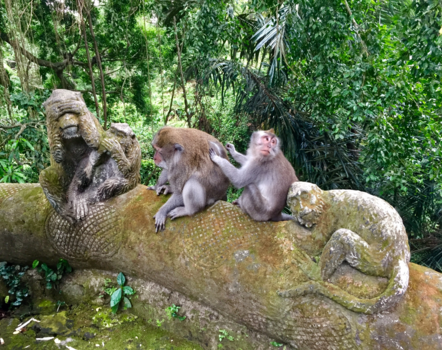 Monkey Forest - The Jungle VIP