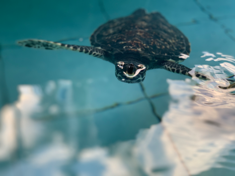 Bali - Schildpaddenopvang