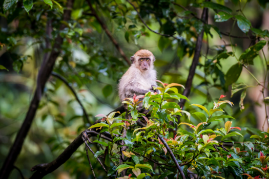 Sumatra - jungle trekking