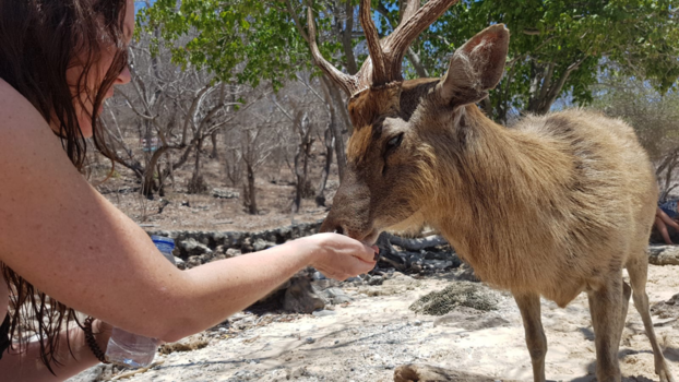 Menjangan - Refreshing Menjangan