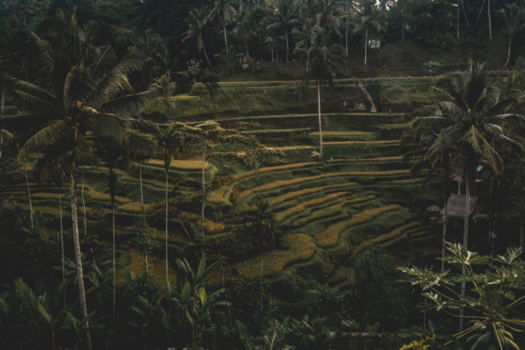 Bali - Rice terrace.