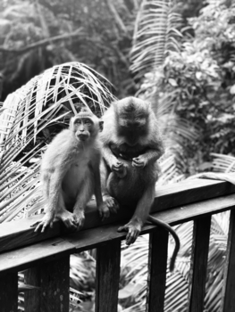 Indonesie - Monkey Forest