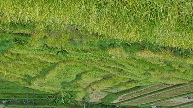 Bali - Sawa(rijstveld)