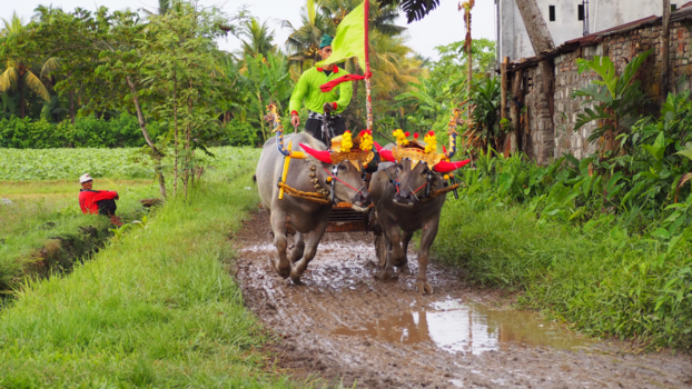 Bali - Makepung Buffalo race