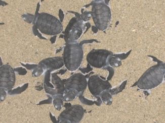 Bali - Minischildpadden op het strand
