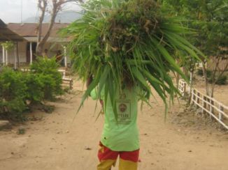 Bali - Wat gras wegbrengen